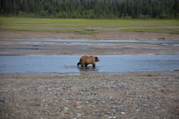 Bear walking in alaska 