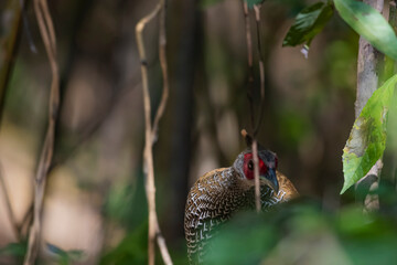 Kalij pheasant on a ground
