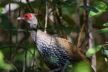 Kalij pheasant on a ground