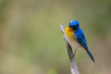 Tickell's Blue Flycatcher on a branch