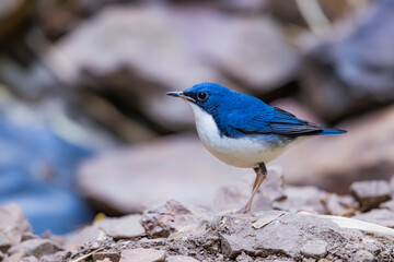 Siberian blue robin on a ground