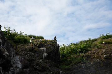 Fototapeta na wymiar bald eagle on a rock 
