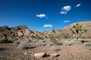 Joshua Tree in the Desert
