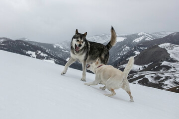 Two Dogs Playing in the Snow