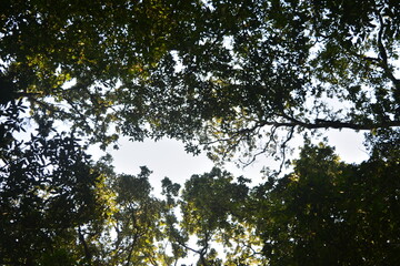 tree in the forest