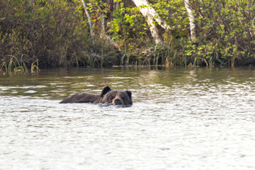 A black bear cools off in a Saskatchewan, Canada lake.