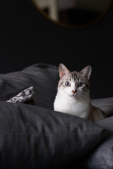 Fototapeta na wymiar Portrait of a cute white striped male cat sitting on a gray sofa with dramatic light