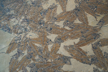 fish fossil in rock as background