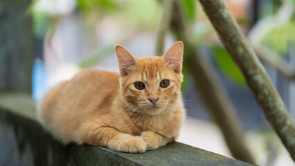 Fototapeta premium a brown cat resting on the wall