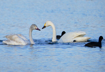 Fototapeta premium 風景素材 琵琶湖で優雅に泳ぐ綺麗な白鳥