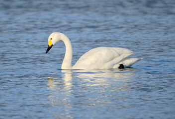 Obraz premium 風景素材 琵琶湖で優雅に泳ぐ綺麗な白鳥