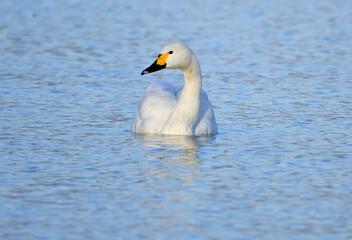 風景素材　琵琶湖で優雅に泳ぐ綺麗な白鳥