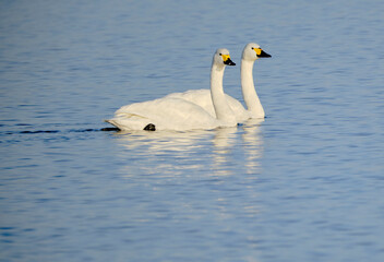風景素材　琵琶湖で優雅に泳ぐ綺麗な白鳥