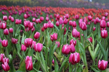Tulip Flower in the hill