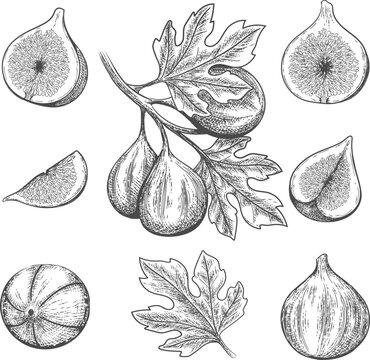 Pencil Drawing On Old Paper, Fig Trees Stock Photo, Picture and Royalty  Free Image. Image 79989067.