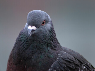 close up of a pigeon