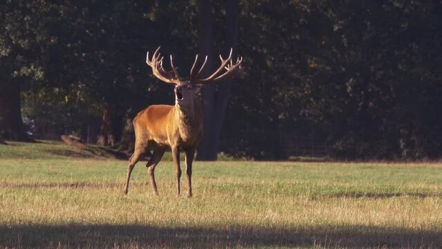 red deer stag in sunshine, in front of trees, slow motion mating call