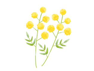 挿し絵などに使いやすい手塗り風のミモザのイラスト