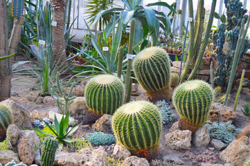 Cactuses. There're four cactuses in greenhouse. There're some plants on the background.