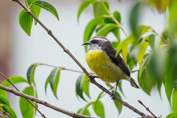 Pássaro Cambacica, Brasil
