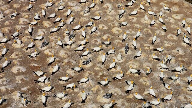 Giant Colony of Ganet Birds nesting on rock, Muriwai New Zealand. Social birds in breeding season.