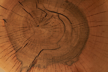 Old wooden cut surface made of oak.Detailed warm dark brown and orange tones of a fallen tree trunk or stump. Rough organic texture of the rings with a close-up of the final grains. High quality photo
