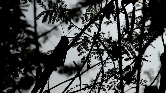 silhouettes: grasshopper in the bush