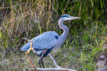 blue heron,bird