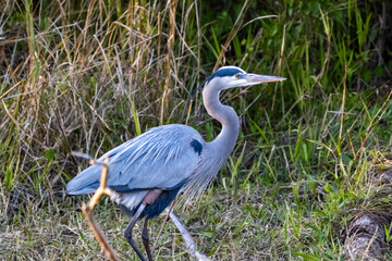 blue heron,bird
