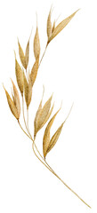 Watercolor spikelets of wheat, rye, barley, grains on a white background. High quality illustration