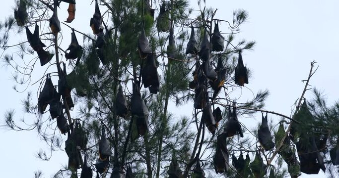 bats on tree stalks in Abdya on afternoon