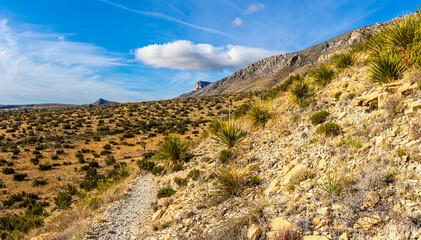 Cactus Along The Smith Spring Trail Near The Historic Frijole Ranch, Guadalupe National Park, Texas, USA