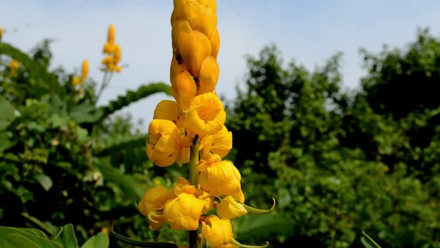 The vestal bumblebee again attacks the yellow flower