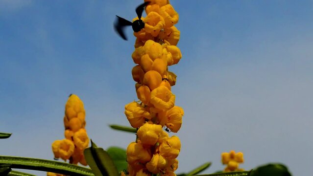 The vestal bumblebee again attacks the yellow flower