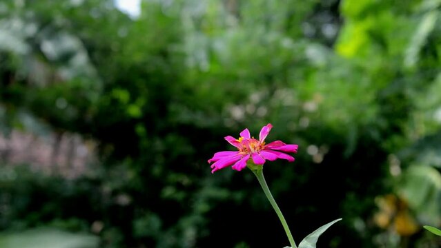 a butterfly with beautiful colors perched on a pink Zinnia Flower