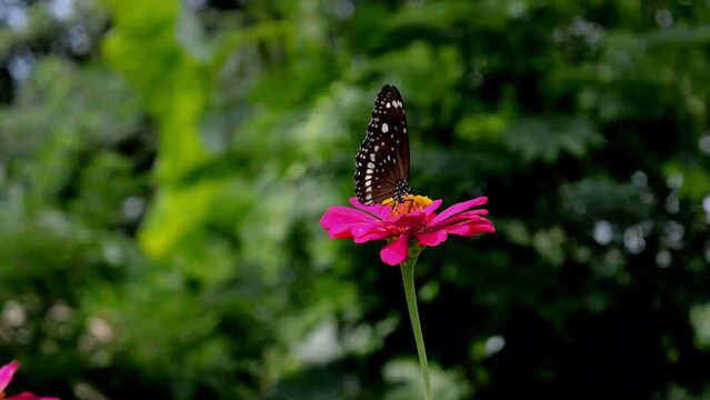 a butterfly with beautiful colors perched on a pink Zinnia Flower