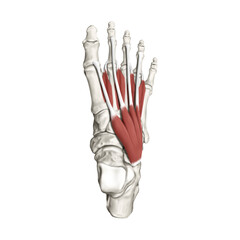 발등 근육 해부학 메디컬일러스트