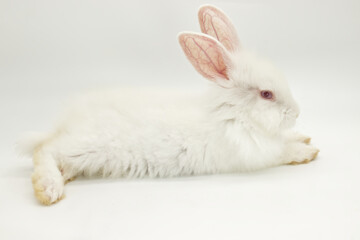 white baby rabbit on white background