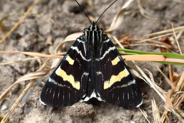 Grapevine Moth (Phalaenoides glycinae Lewin)