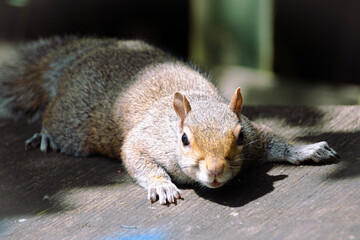 squirrel in the park
