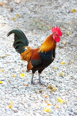 Colorful jungle fowl standing on ground alone.