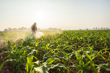 Asian farmer working in the field and spraying chemical or fertilizer to young green corn field