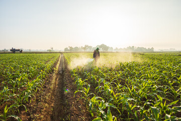 Asian farmer working in the field and spraying chemical or fertilizer to young green corn field