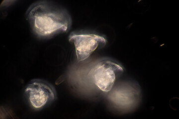Study of protozoa and plant cells under the microscope for education.