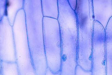 Study of protozoa and plant cells under the microscope for education.