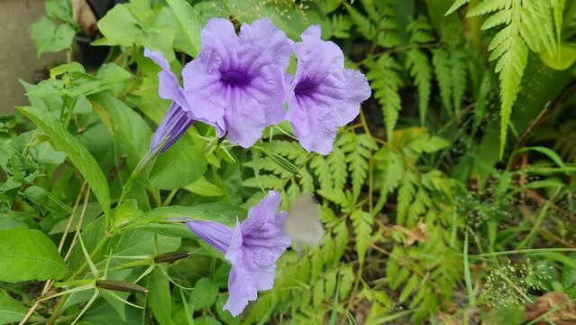 purple white flowers beautiful butterfly flying