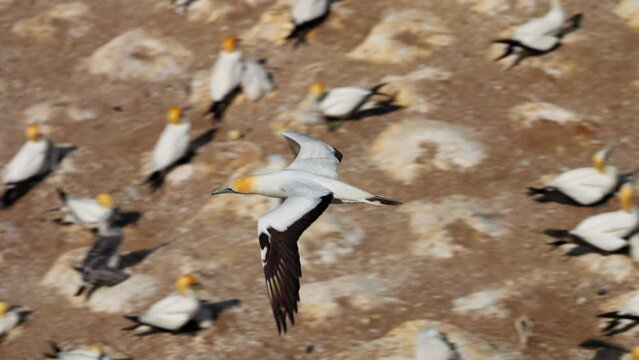 Ganet bird in flight over large nesting colony, Muriwai New Zealand. Tracking shot in slow motion.