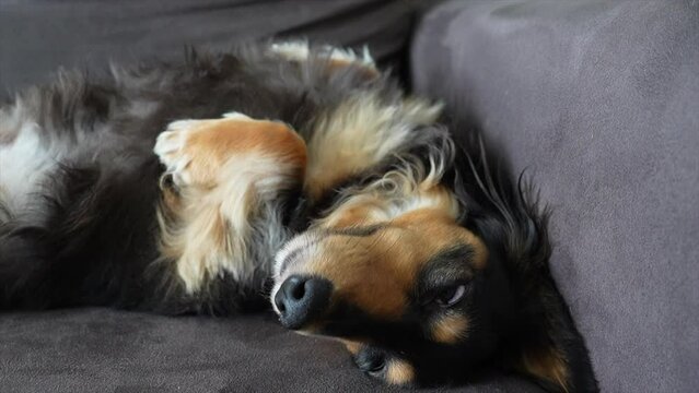 Long Haired Dachshund Dog Lying On A Grey Sofa On It's Back Slowly Opens It's Eyes