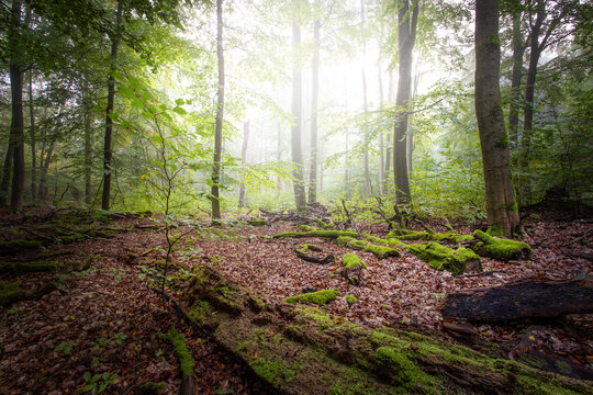 A deserted forest landscape in the state of Brandenburg with mystical lighting