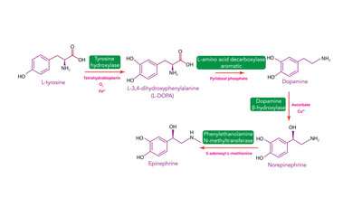 Biosynthesis of catecholamines  - obrazy, fototapety, plakaty